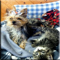 dog groomers