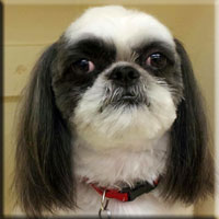 pet groomers
