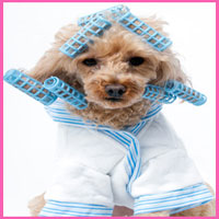 pet grooming