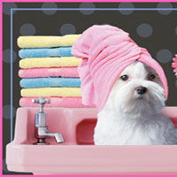 pet grooming